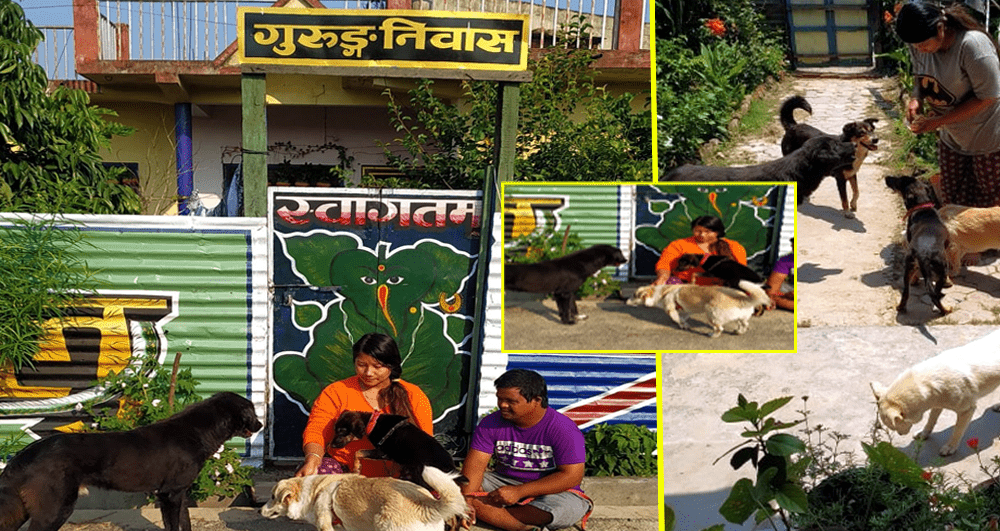 धनगढीका वेसहारा सडक कुकुरको सहयात्री बन्दै ‘स्ट्रीट पव्ज’