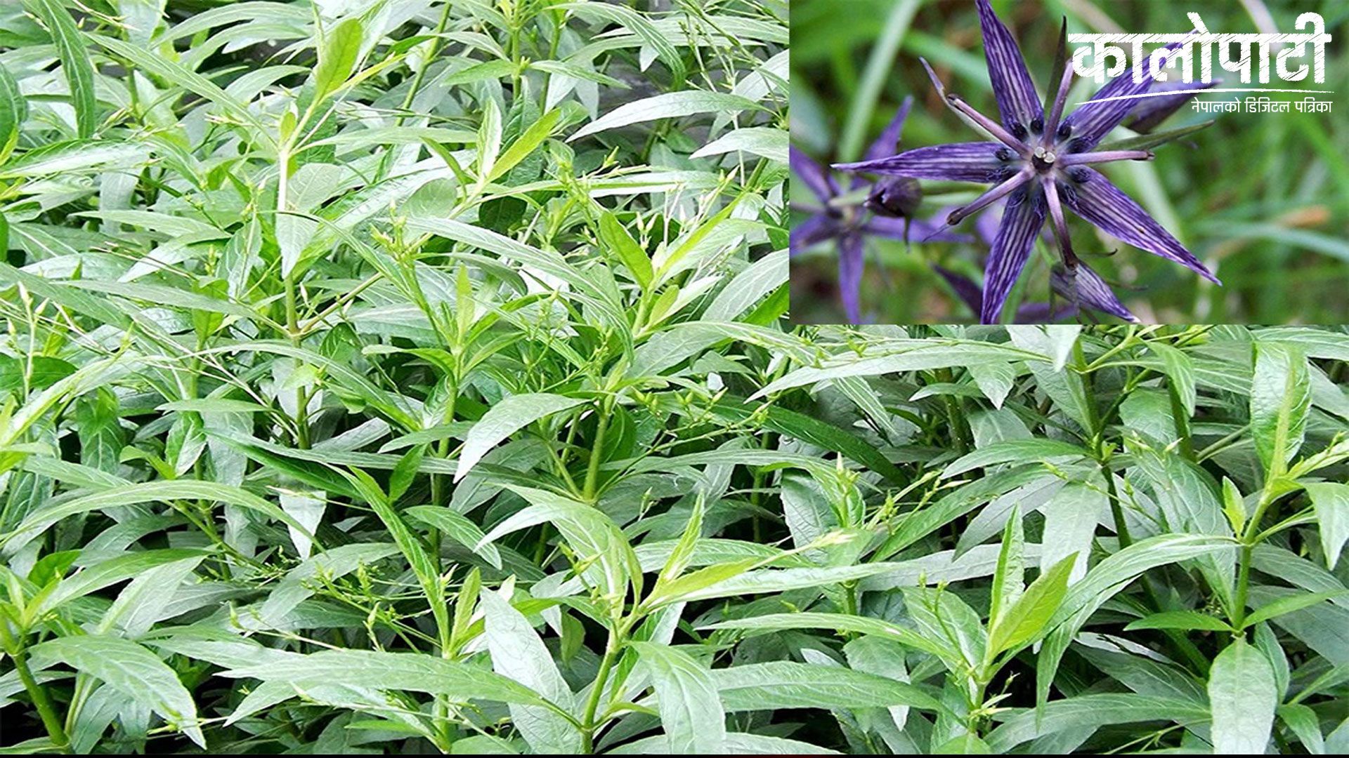 चिराइतो खेतीमा भोजपुरका किसान आकर्षित, वार्षिक  ८ लाखसम्म आम्दानी