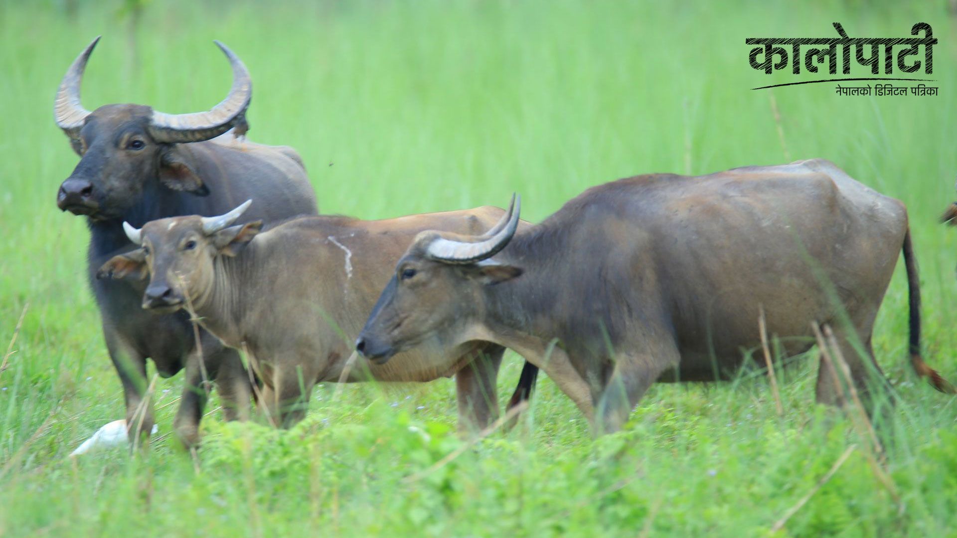 चितवनमा अर्ना बचाउनै मुस्किल