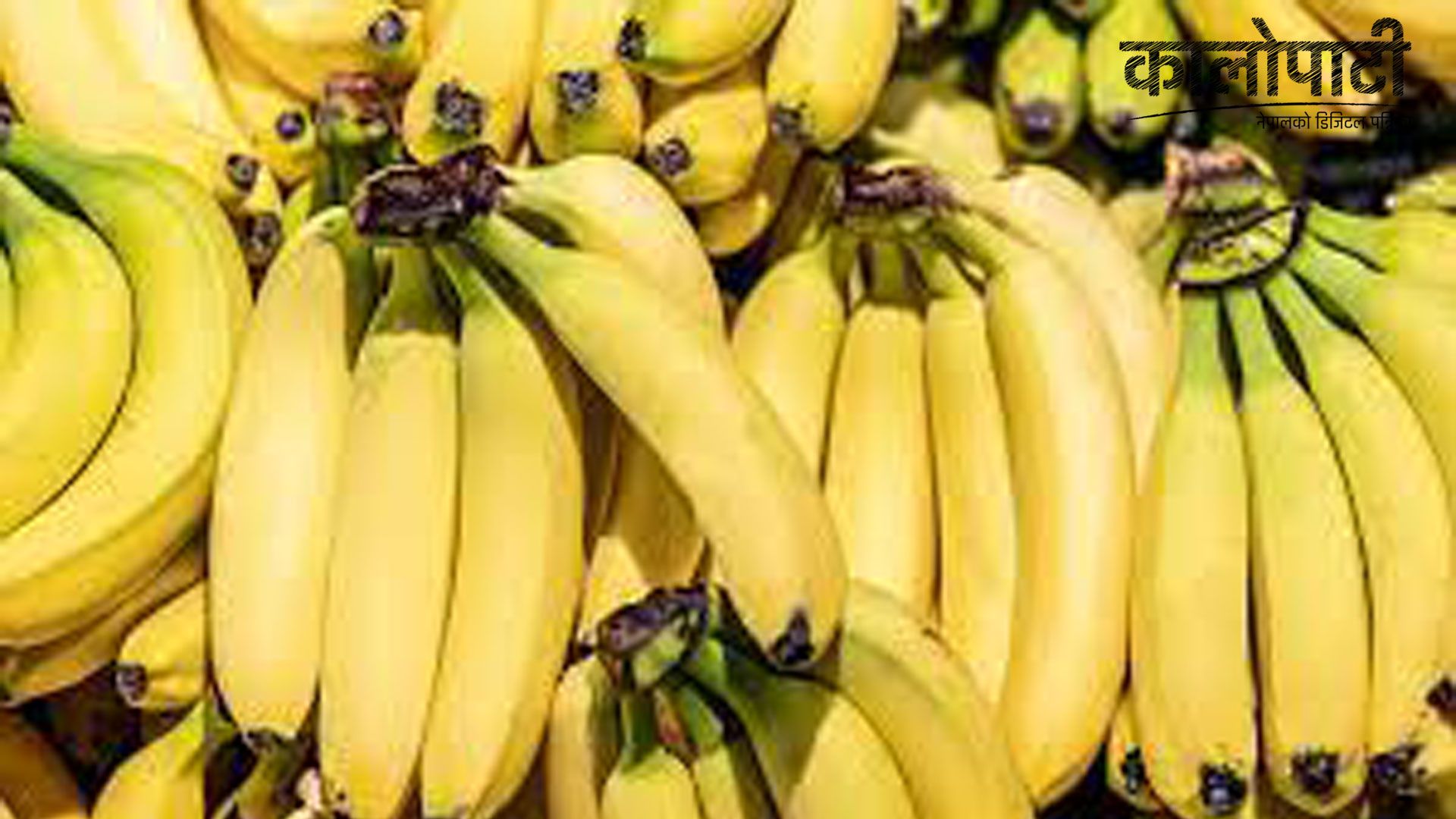 केरा आयातमा रोक लगाउन माग