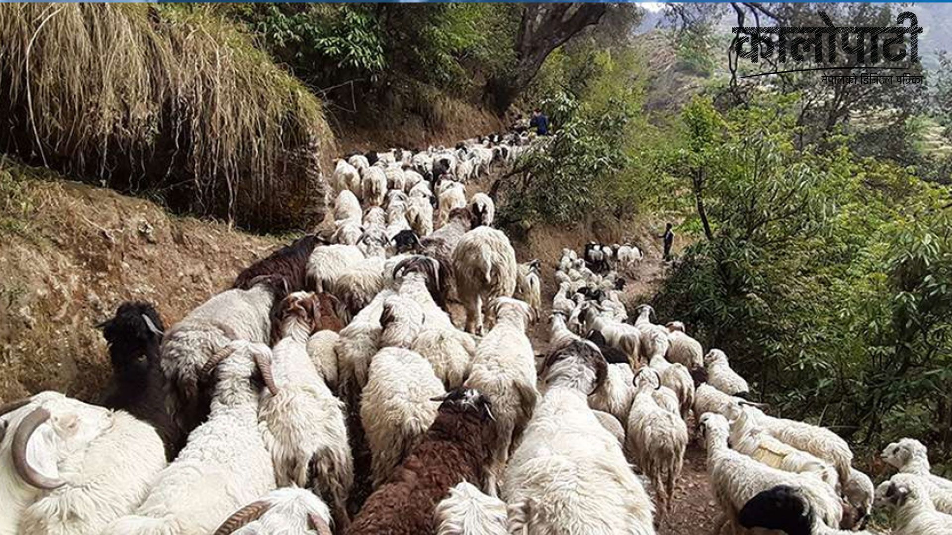 म्याग्दीका युवा घुम्ती गोठमा ६ सय भेडापालन गर्दै, २५ लाख भन्दाबढी आम्दानी