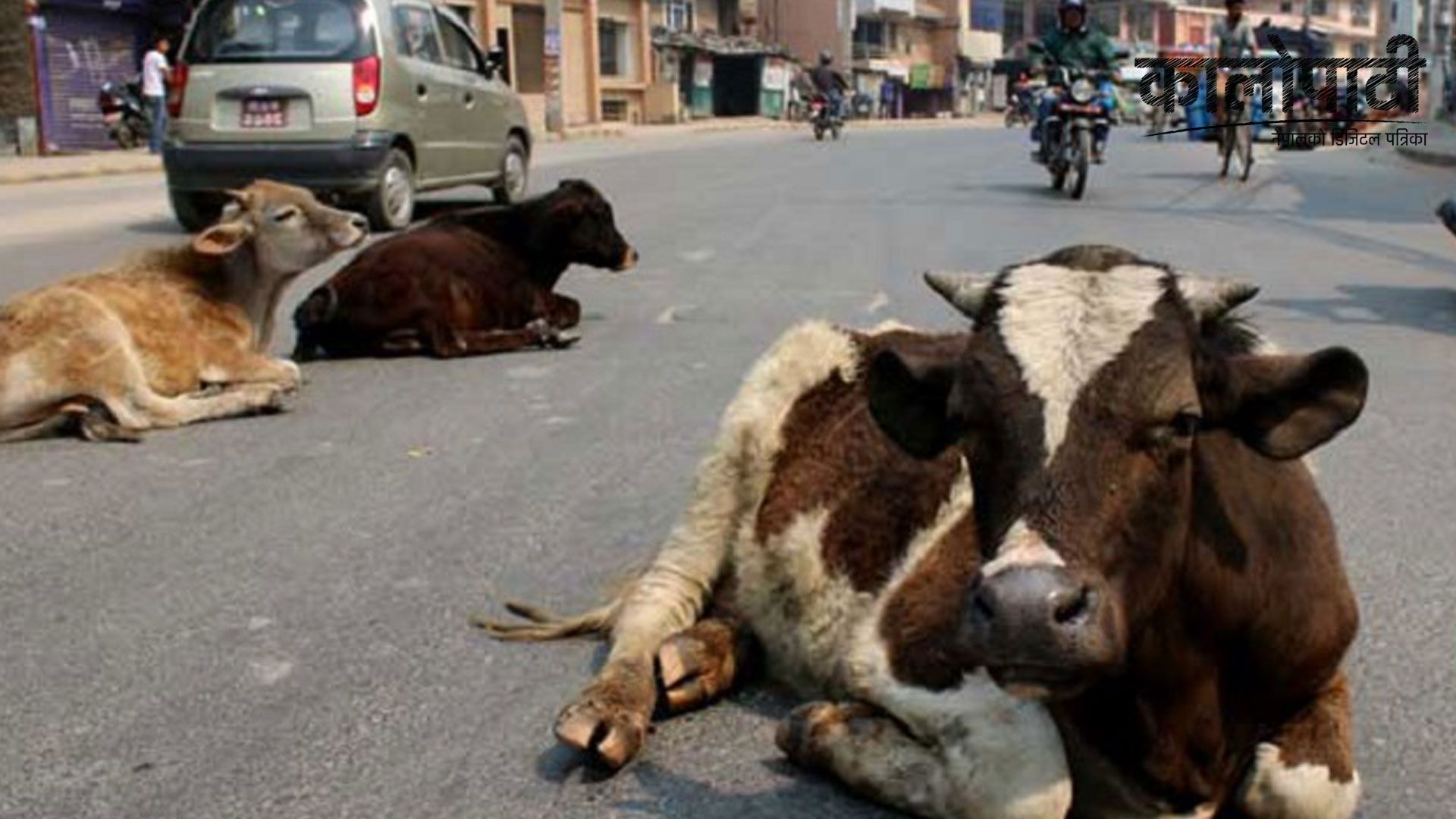 धनगढीमा छाडा पशुचौपाया व्यवस्थापन गर्न चुनौतीपूर्ण, यस्तो छ कारण !