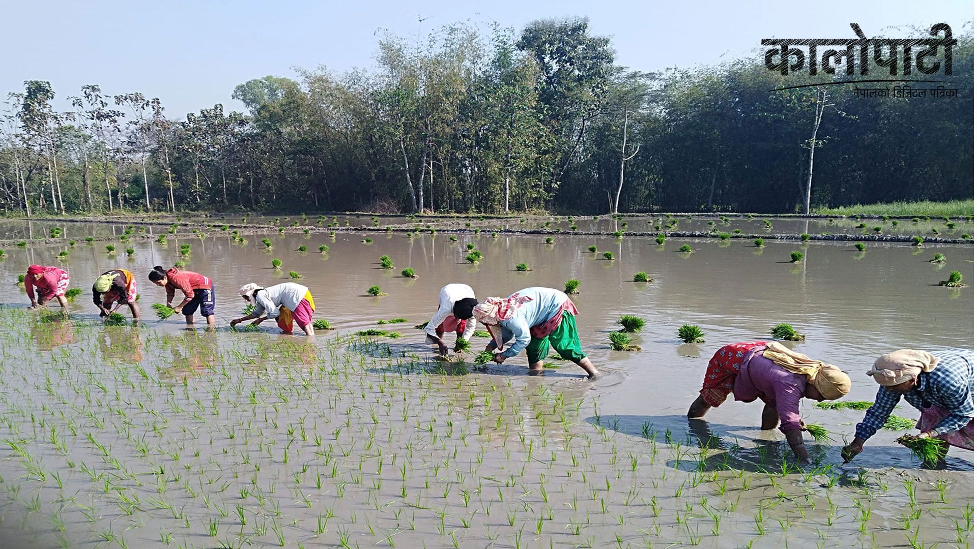 सुदूरपश्चिममा ४३ प्रतिशत धान रोपाइँ सम्पन्न, वर्षाको पानीले रोपाइँ गर्नुपर्ने बाध्यता