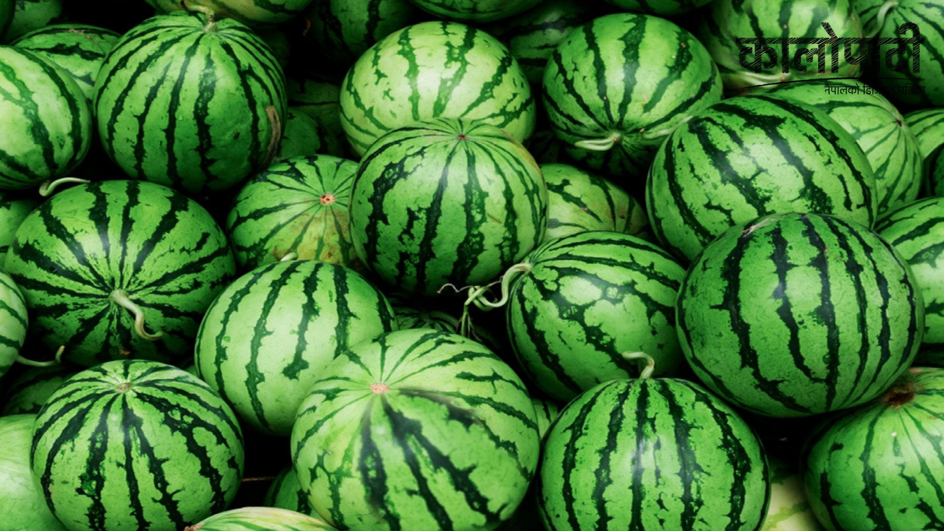 बगरमा सामूहिक खरबुजा खेती, राम्रो आम्दानीले किसान खुसी