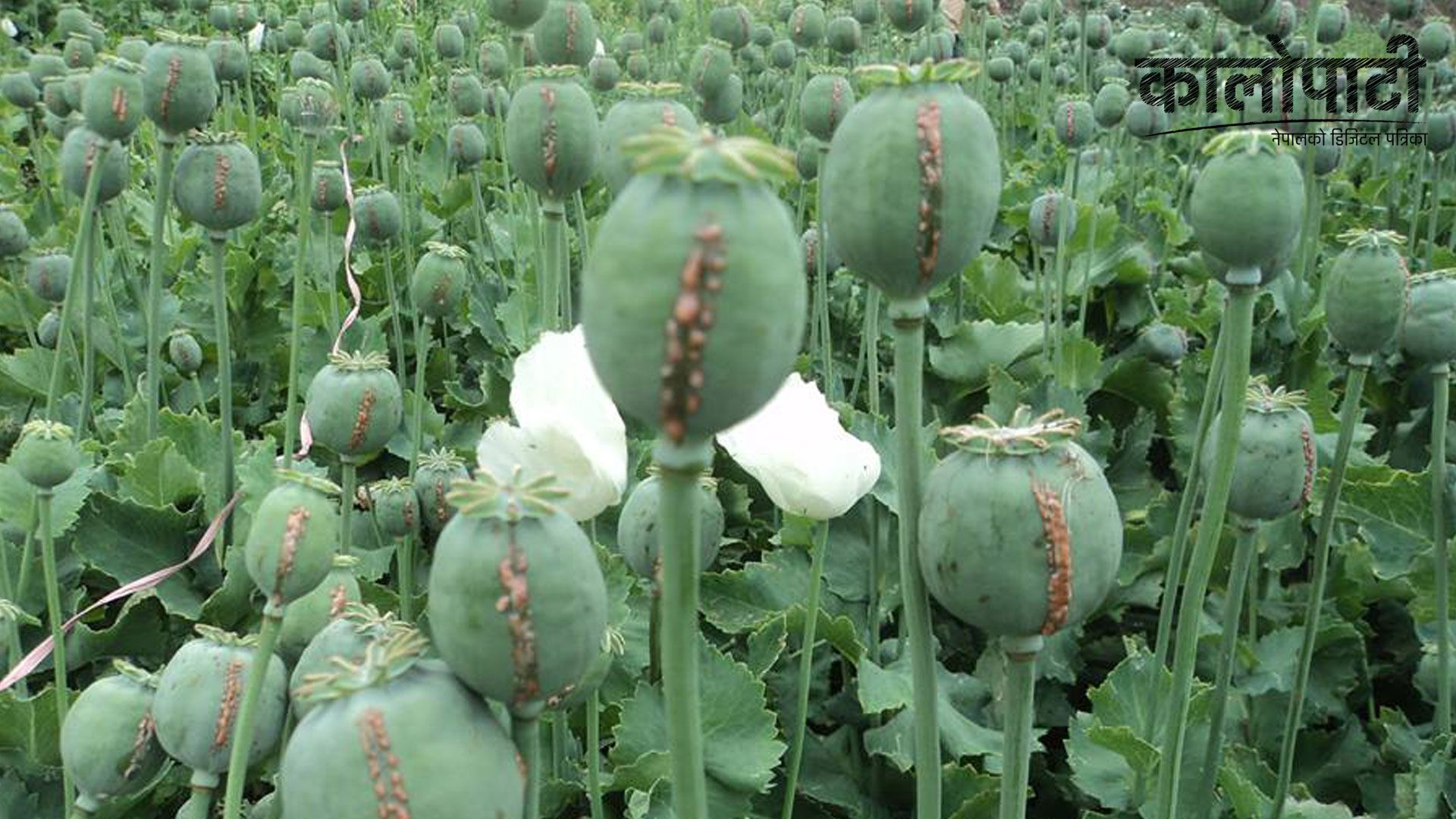 म्याग्दीमा १० रोपनी क्षेत्रफलमा लगाइएको अफिमका बोट नष्ट