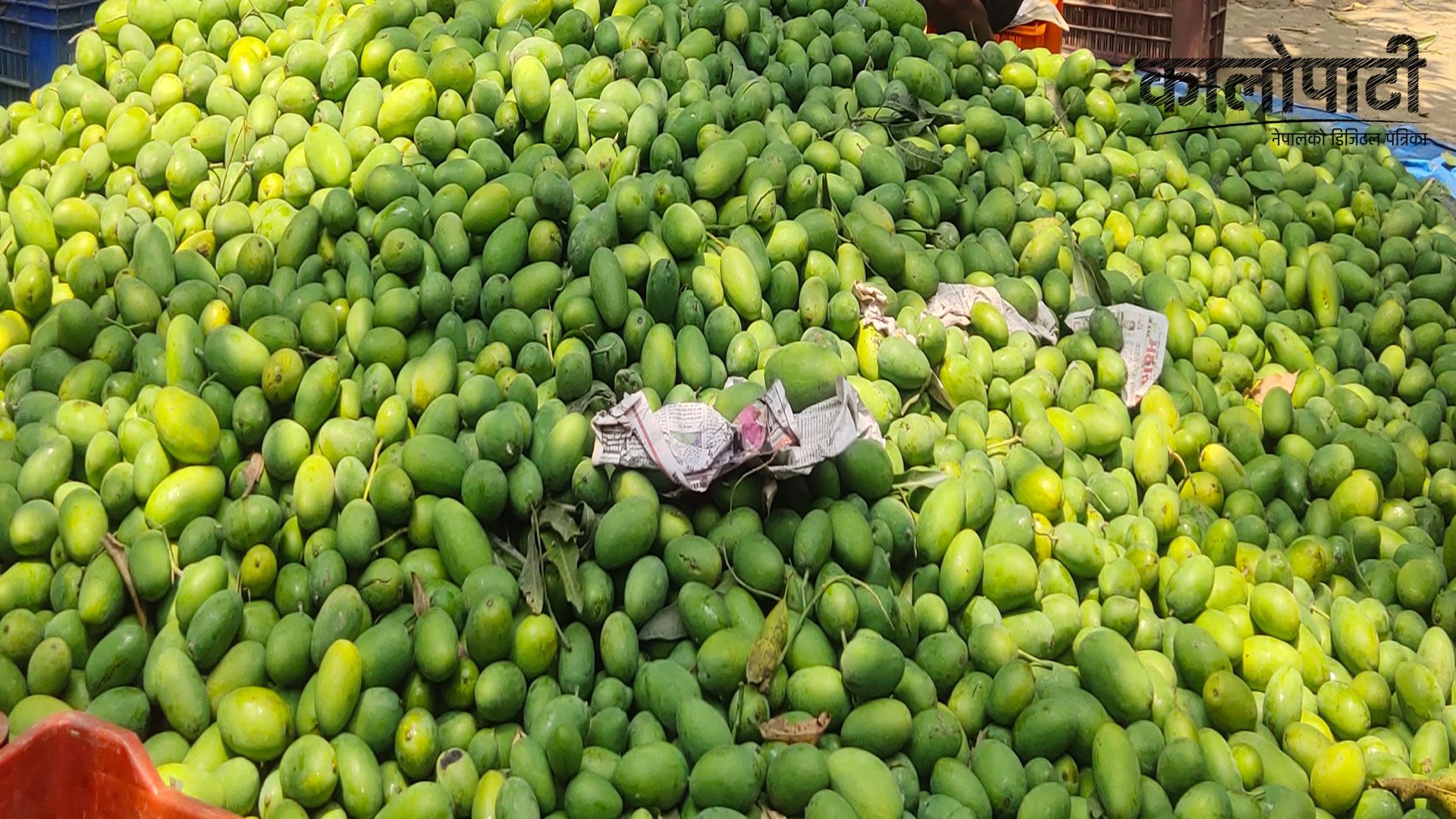 धनुषामा आँप खेतीप्रति किसान आकर्षित, एक वर्षमा पाँच लाखभन्दा बढी कमाउन सफल