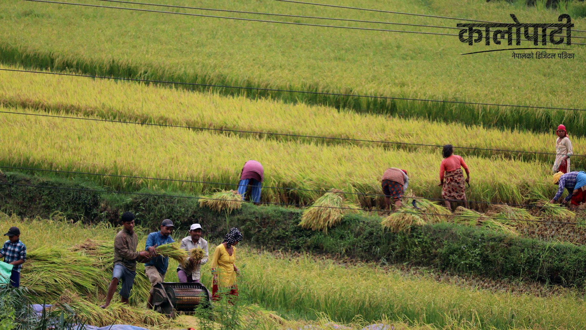 म्याग्दीको मङ्गला गाउँपालिमा चैते धानखेती सफल, पाकेर भित्र्याउने तयारीमा
