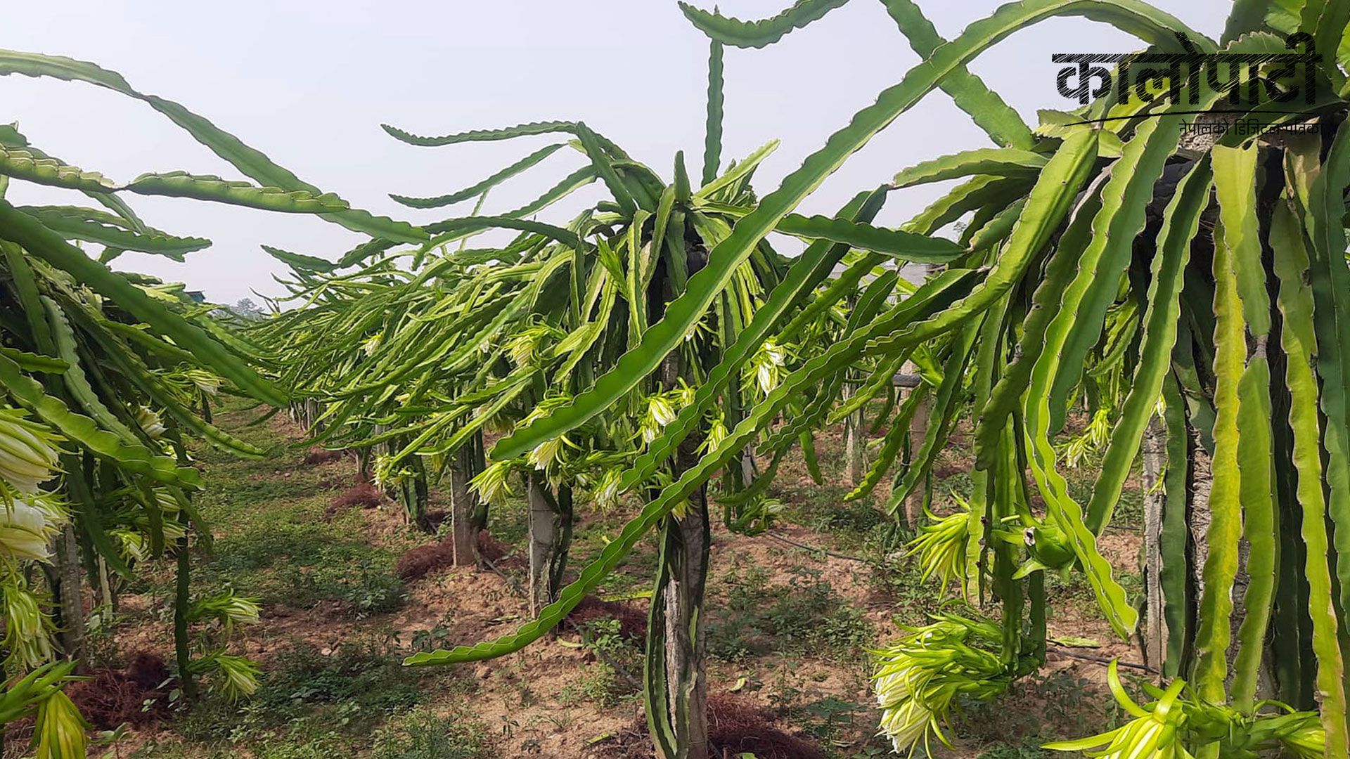 वालिङमा व्यावसायिक ड्रागनखेती सुरु, उत्पादित वस्तुको बजारीकरणमा समस्या नहुने
