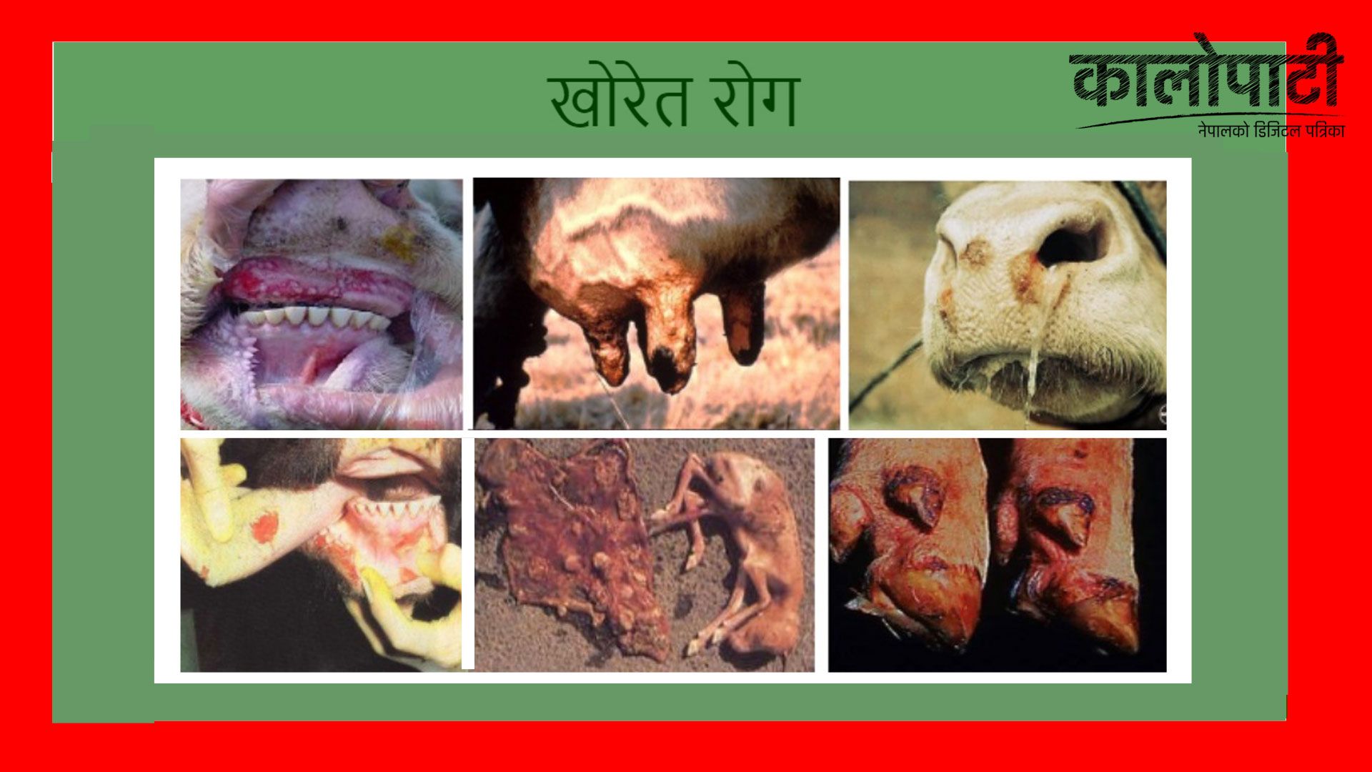 बैतडीमा खोरेत रोगको समस्या, सरसफाइमा विशेष ध्यान दिन किसानलाई सुझाव