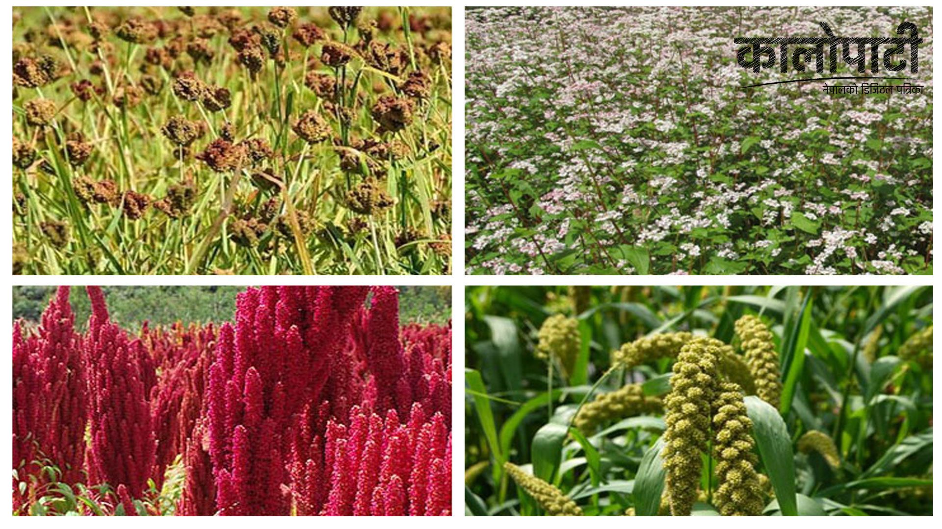 रैथाने बालीको बीउ खरिद गर्न घरमै पुग्छन् व्यापारी