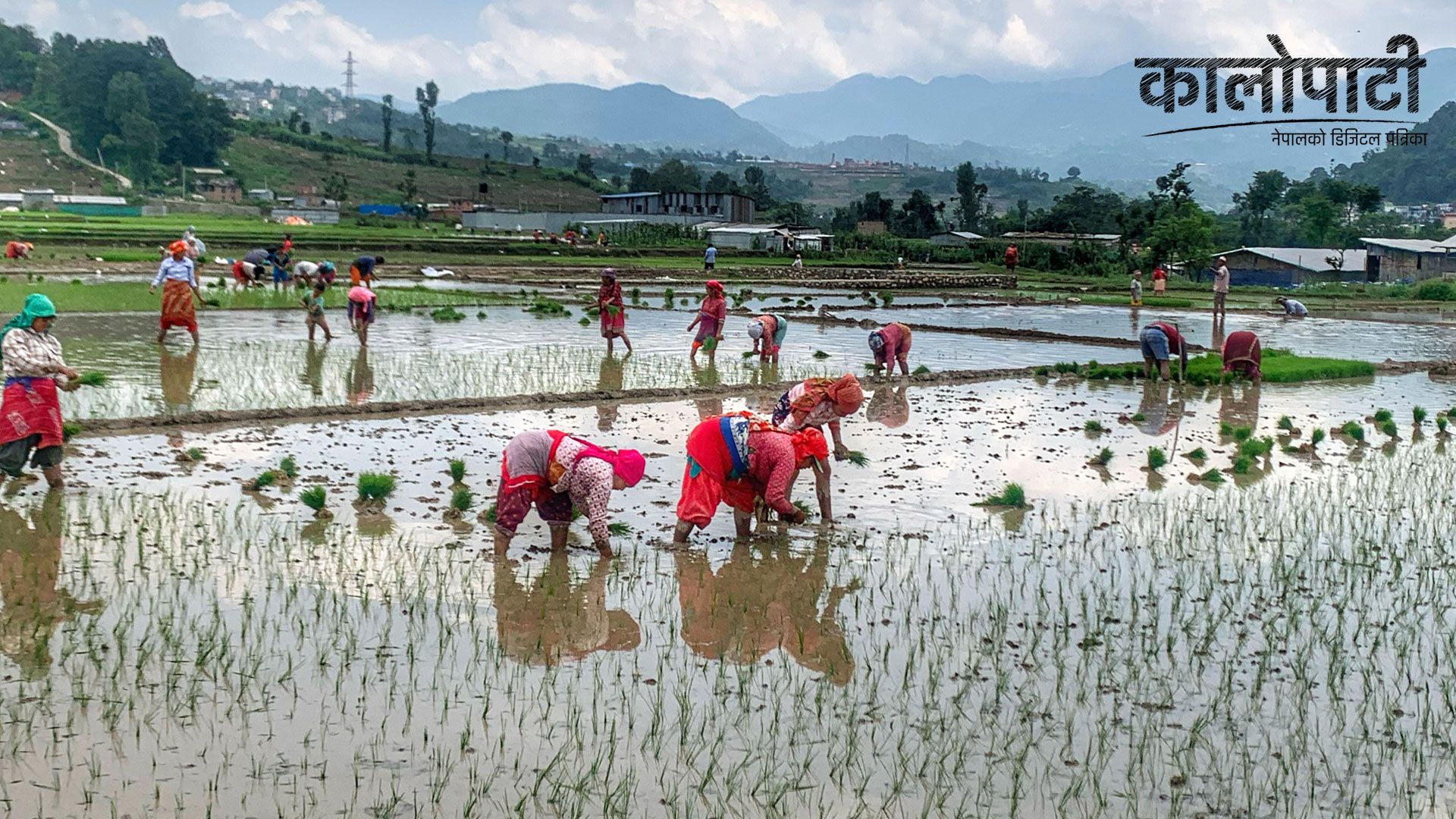 तनहुँमा मल अभाव कायमै, २० प्रतिशत रोपाइँ