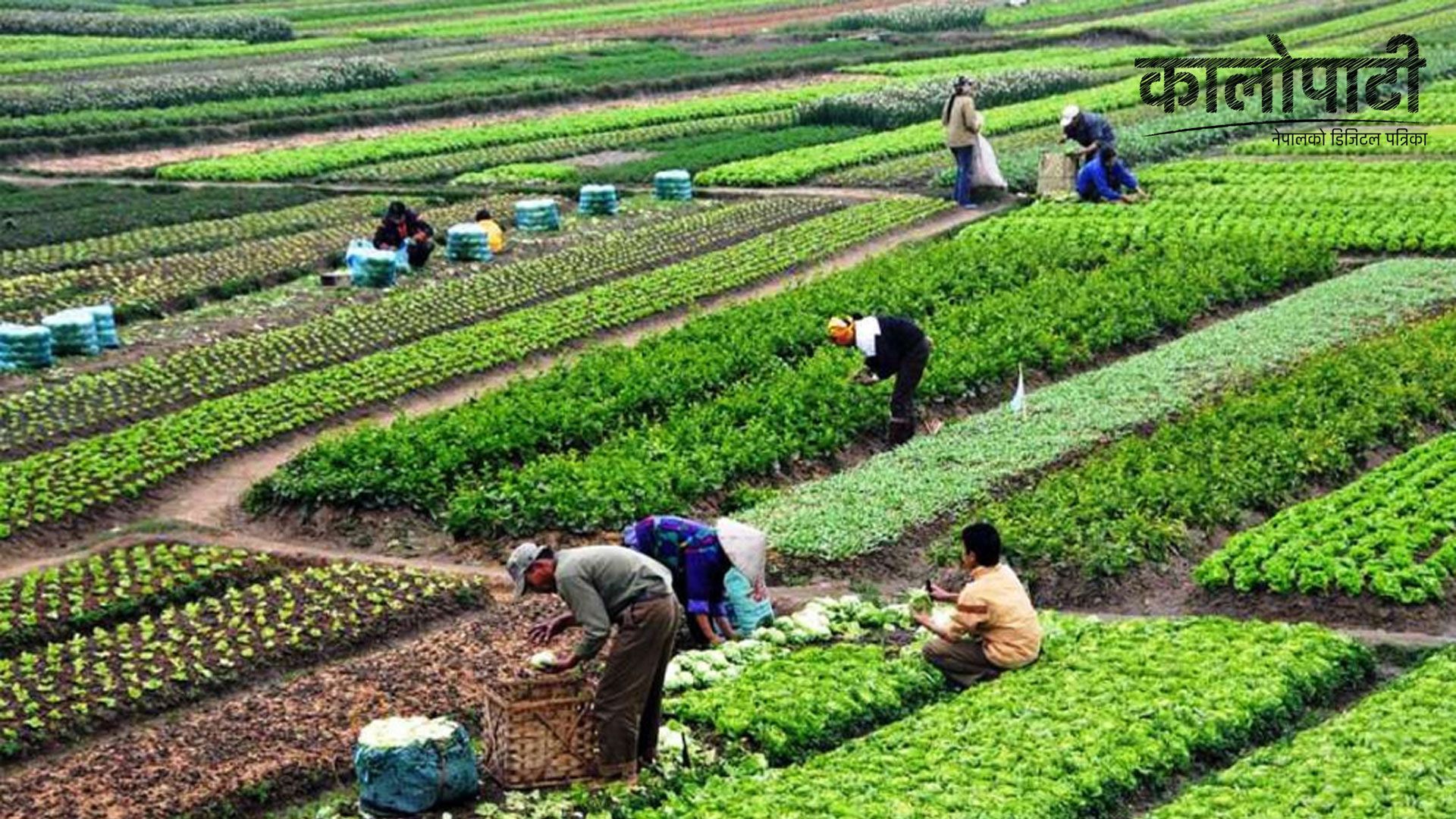 कृषिमा रमाउँदै युवा, स्वदेशमै राम्रो पैसा कमाउन सकिने