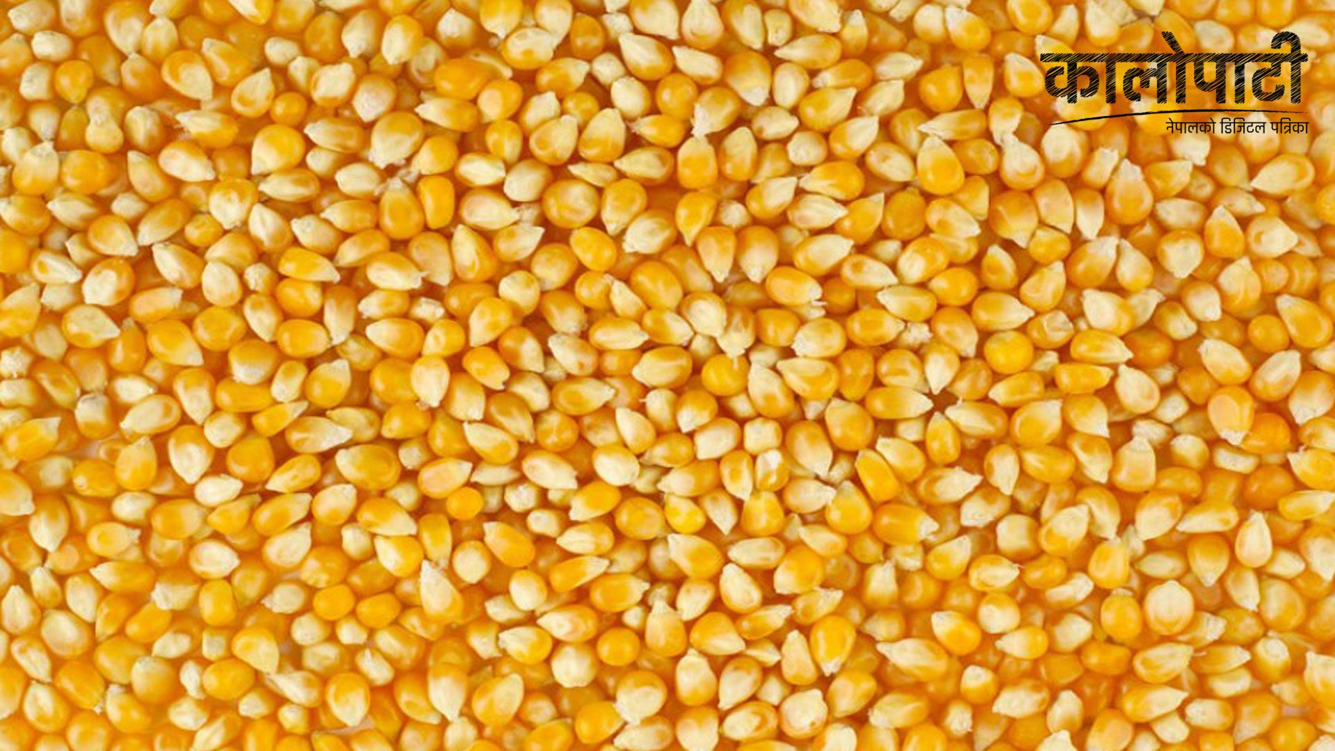 मकैको बीउमा बागलुङ आत्मनिर्भरतातिर