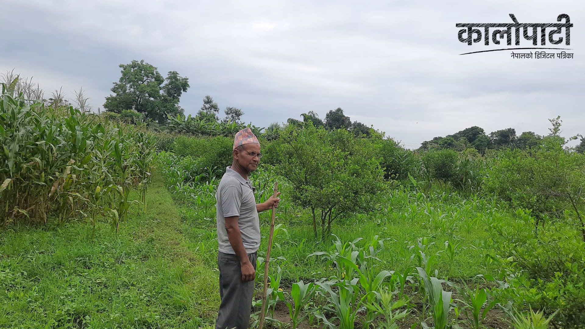 सरकारी शिक्षक कागती खेतीमा रमाउँदा……