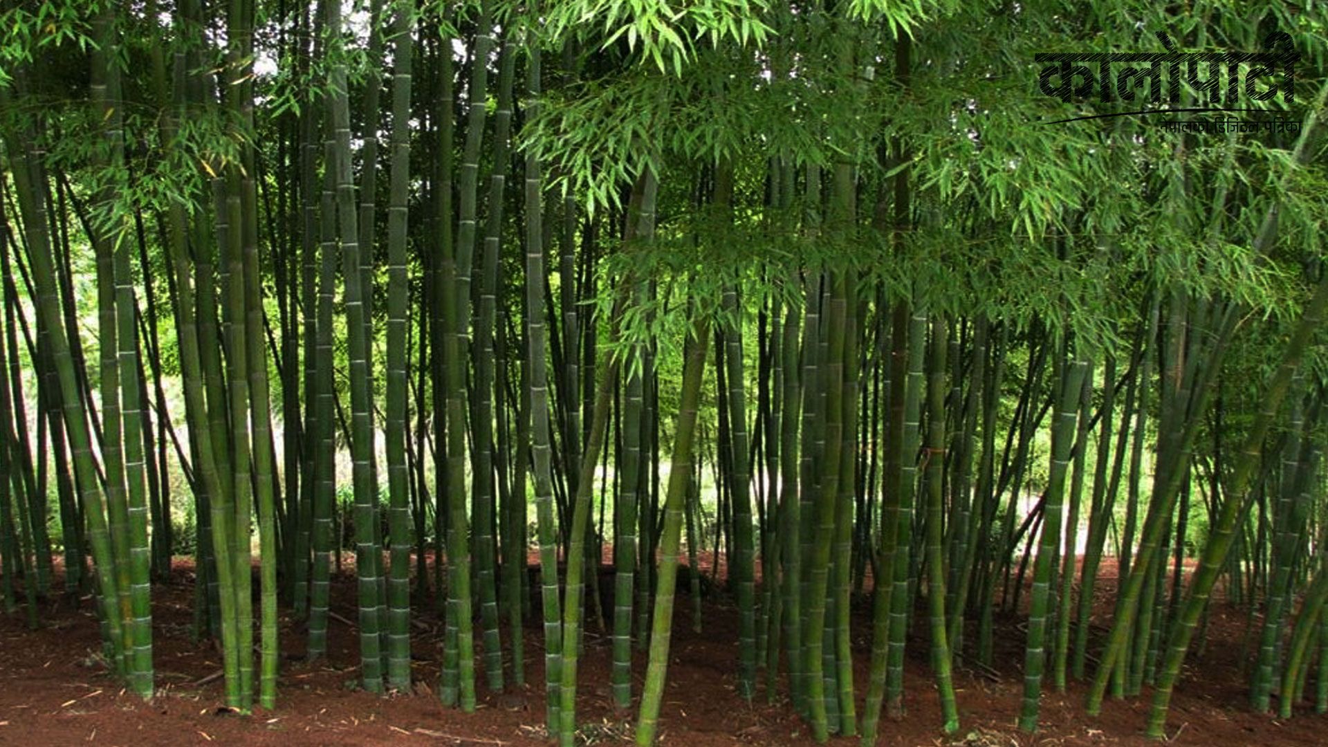 म्याग्दीमा बाँसको व्यावसायिक खेती, किसानको आयआर्जन वृद्धि गरी जीवनस्तर उकास्न मद्दत