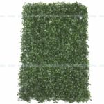 Wall Grass
