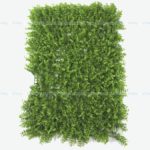 Wall Grass