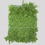 Wall Grass