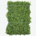 Wall Grass